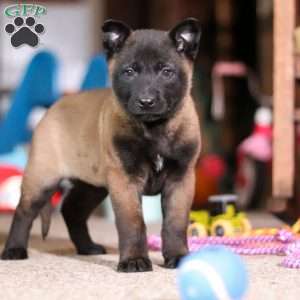 Dixie, Belgian Malinois Puppy